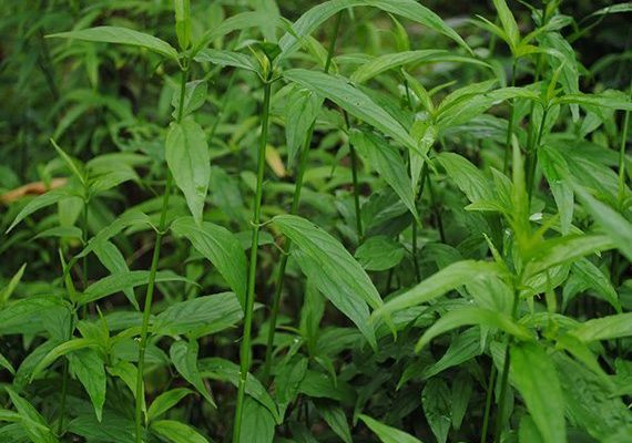 the herb
